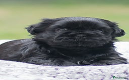 Shih Tzu dogs for sale: Shih Tzu puppies looking for their forever homes - Image 3