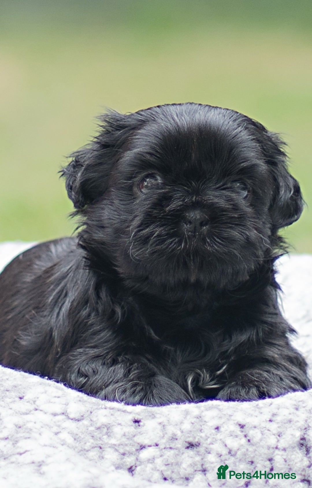 Shih Tzu dogs for sale: Shih Tzu puppies looking for their forever homes - Image 3