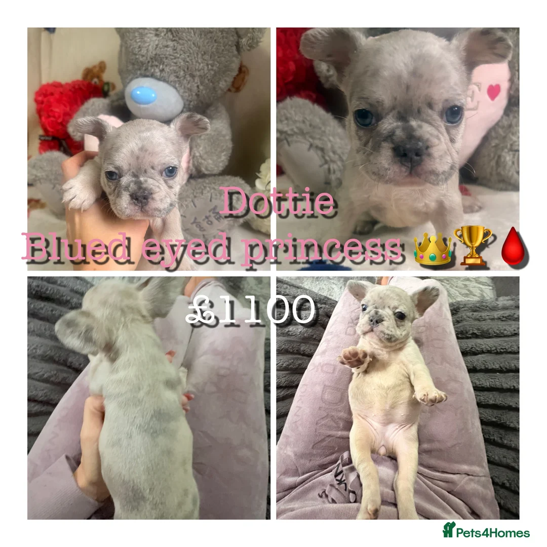 French Bulldog dogs for sale: 🏆 FRENCH BULLDOG 🏆 - Advert 13