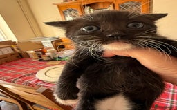 British Shorthair cats for sale: Gorgeous fluffy kittens for sale half bengal  - Image 1