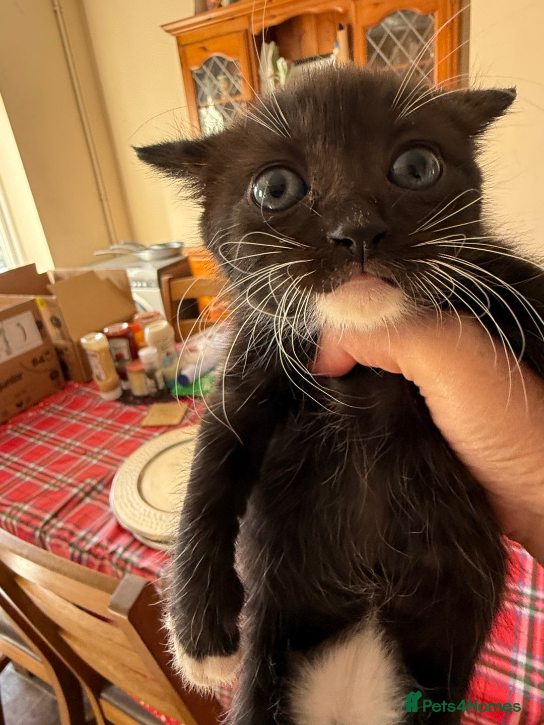 British Shorthair cats for sale: Gorgeous fluffy kittens for sale half bengal  - Image 1