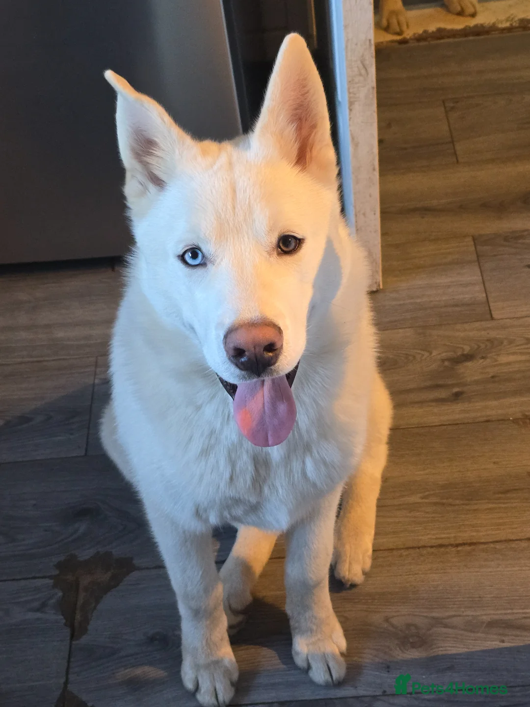 Siberian Husky dogs for sale: White Siberian Husky Male - Advert 3
