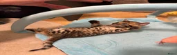 Bengal cats for sale: Amazing pedigree Bengal kitten  - Advert 5