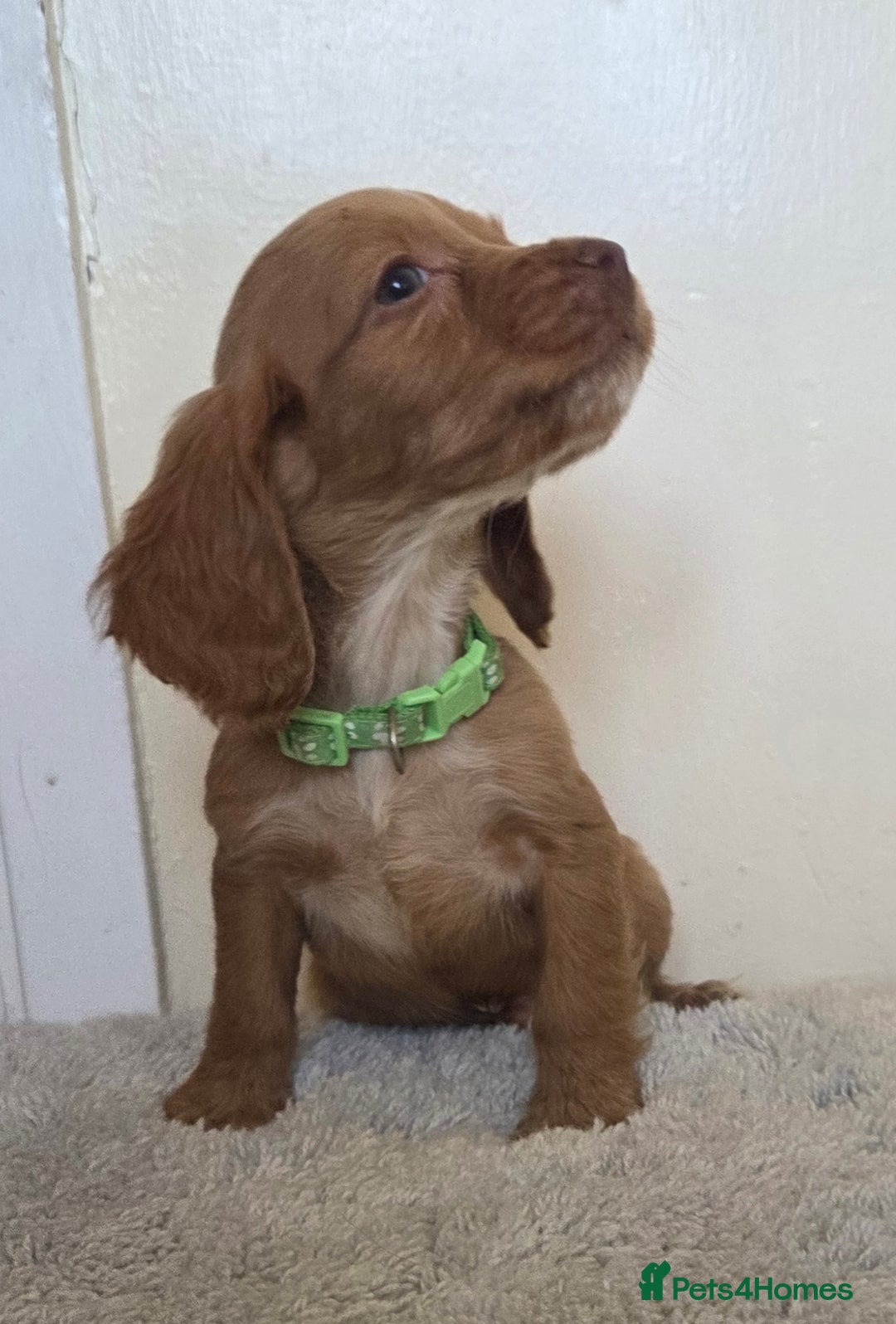 Cocker Spaniel dogs for sale: 6 cocker spaniel pups  - Advert 14