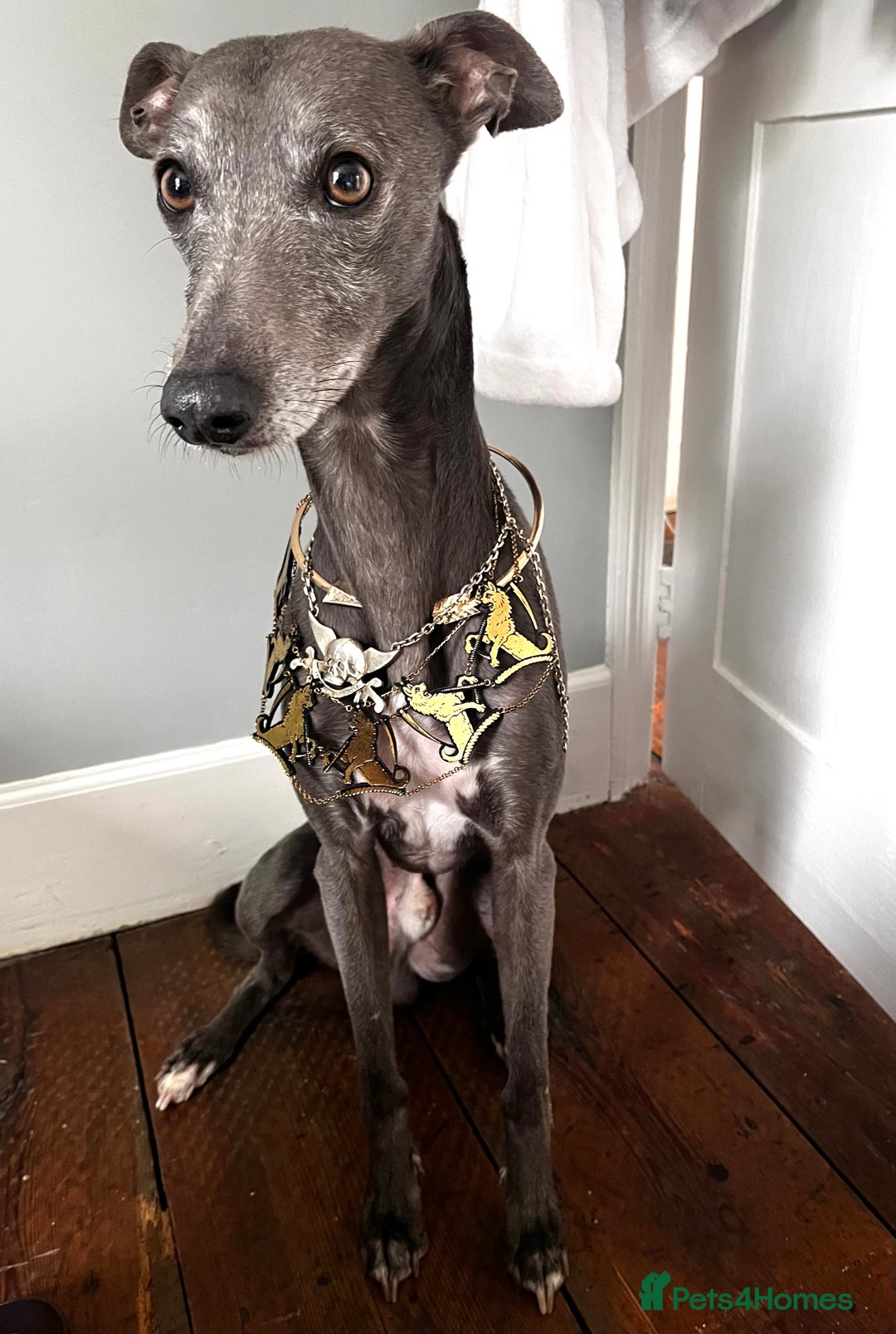 Whippet dogs for stud: Beautiful Blue Whippet Stud - Advert 1