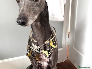 Whippet dogs Beautiful Blue Whippet Stud - Advert 6