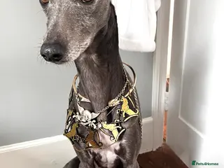 Whippet dogs Beautiful Blue Whippet Stud - Advert 1