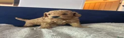 Cockapoo dogs for sale: Cockapoo Puppies Looking for Loving Homes - Advert 6