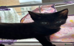 Domestic Shorthair cats for sale: Kittens for sale  - Image 1