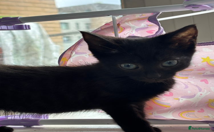 Domestic Shorthair cats for sale - Advert 1