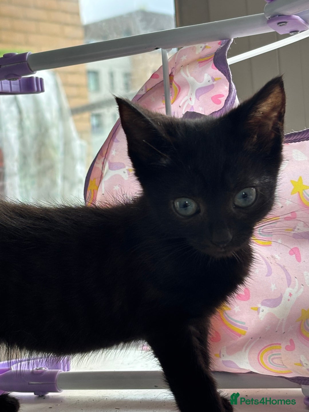 Domestic Shorthair cats for sale: Kittens for sale  - Image 1