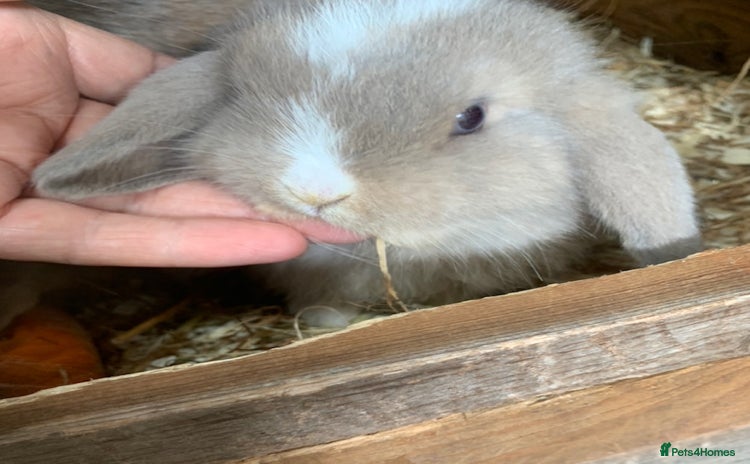 Mini Lop rabbits - Advert 3