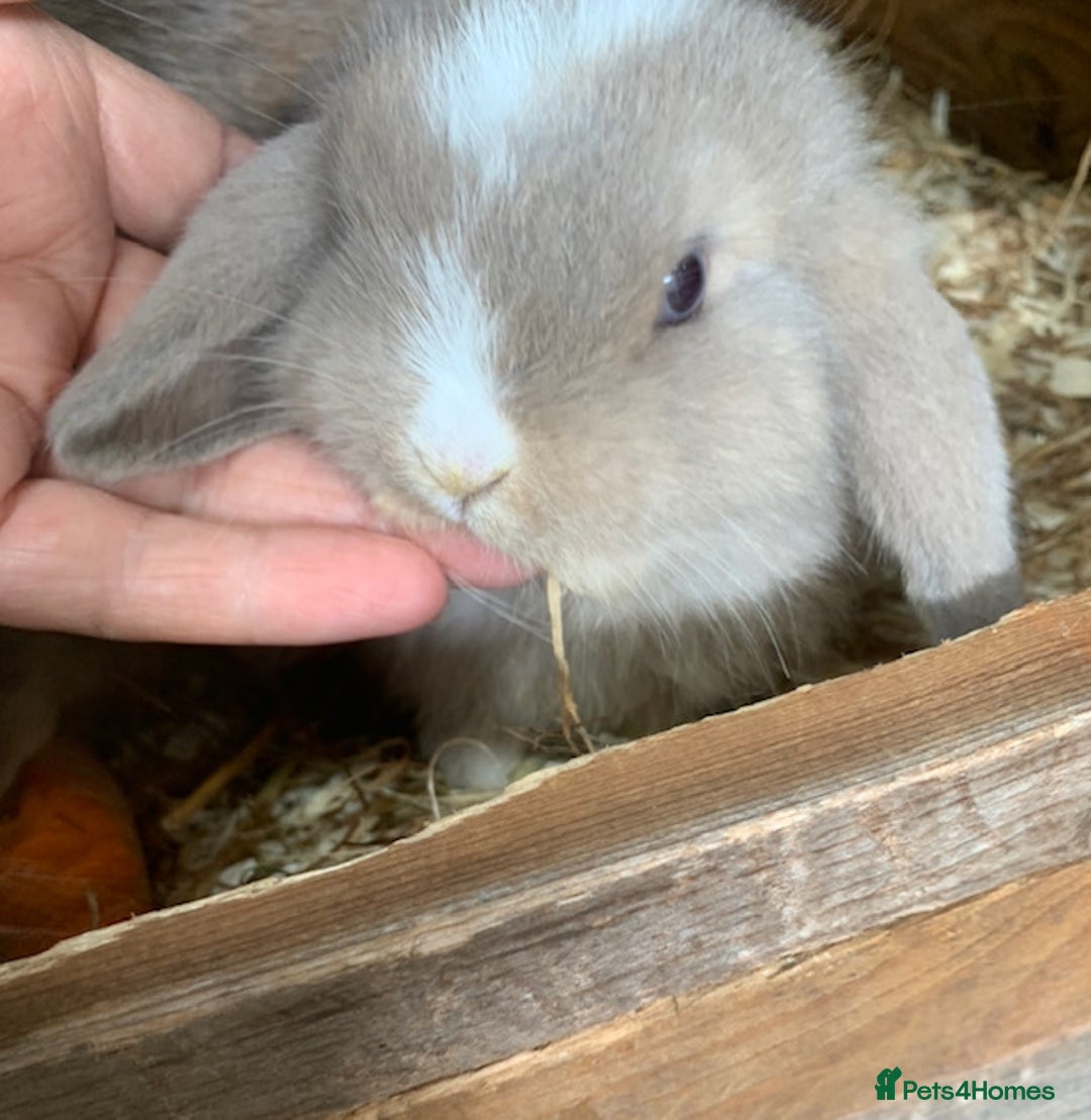 Mini Lop rabbits for sale: mini lop babies - Image 1