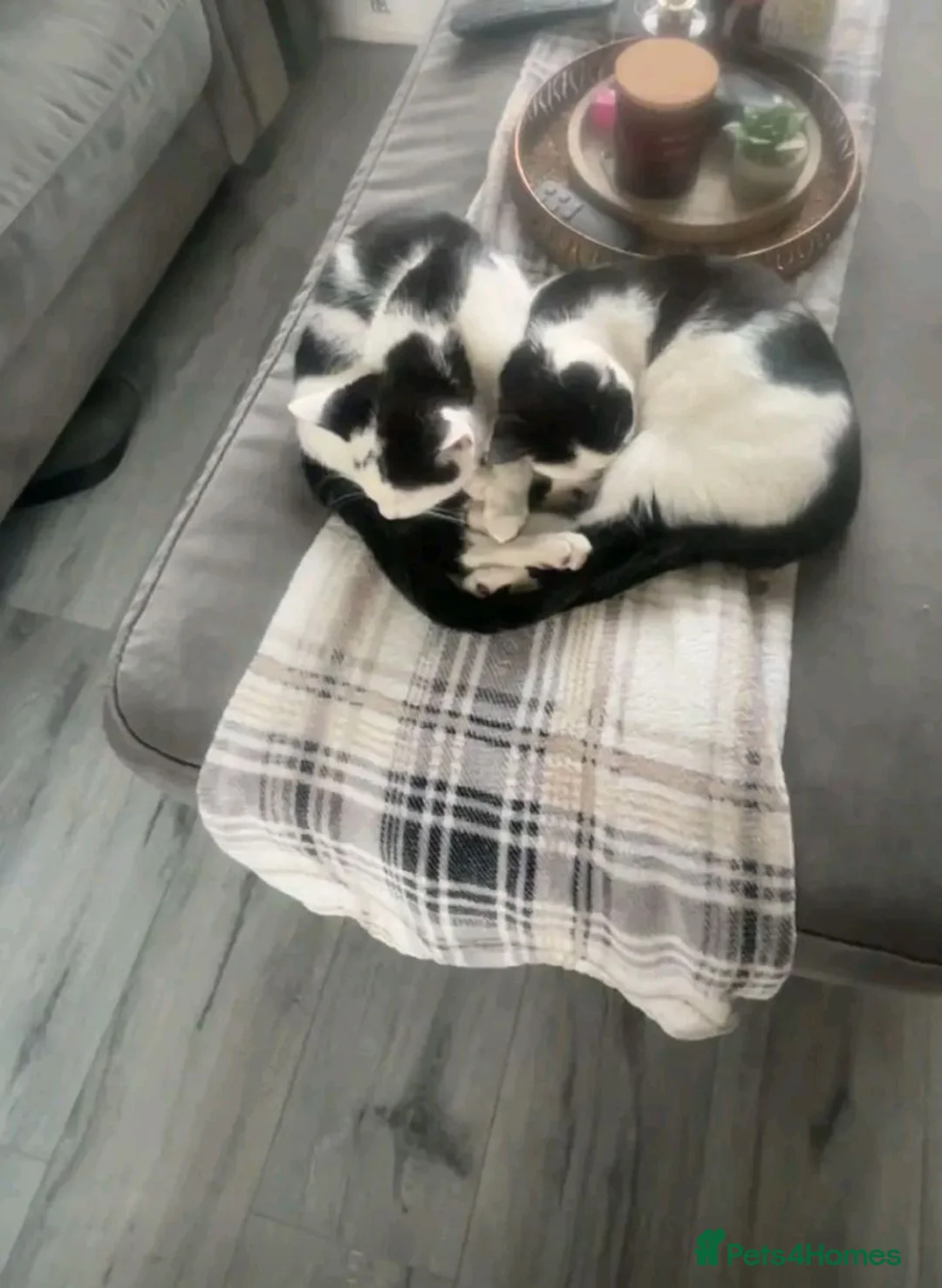Domestic Shorthair cats for sale: Male domestic short haired cats  - Advert 5