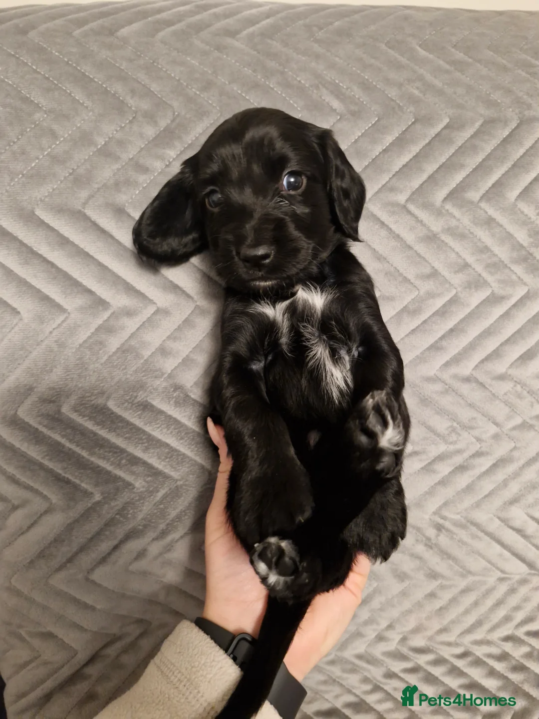 Sproodle dogs for sale: Sproodle f1b puppies - Advert 38