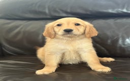 Golden Retriever dogs for sale: Kc Golden Retriever puppies for sale  - Image 2