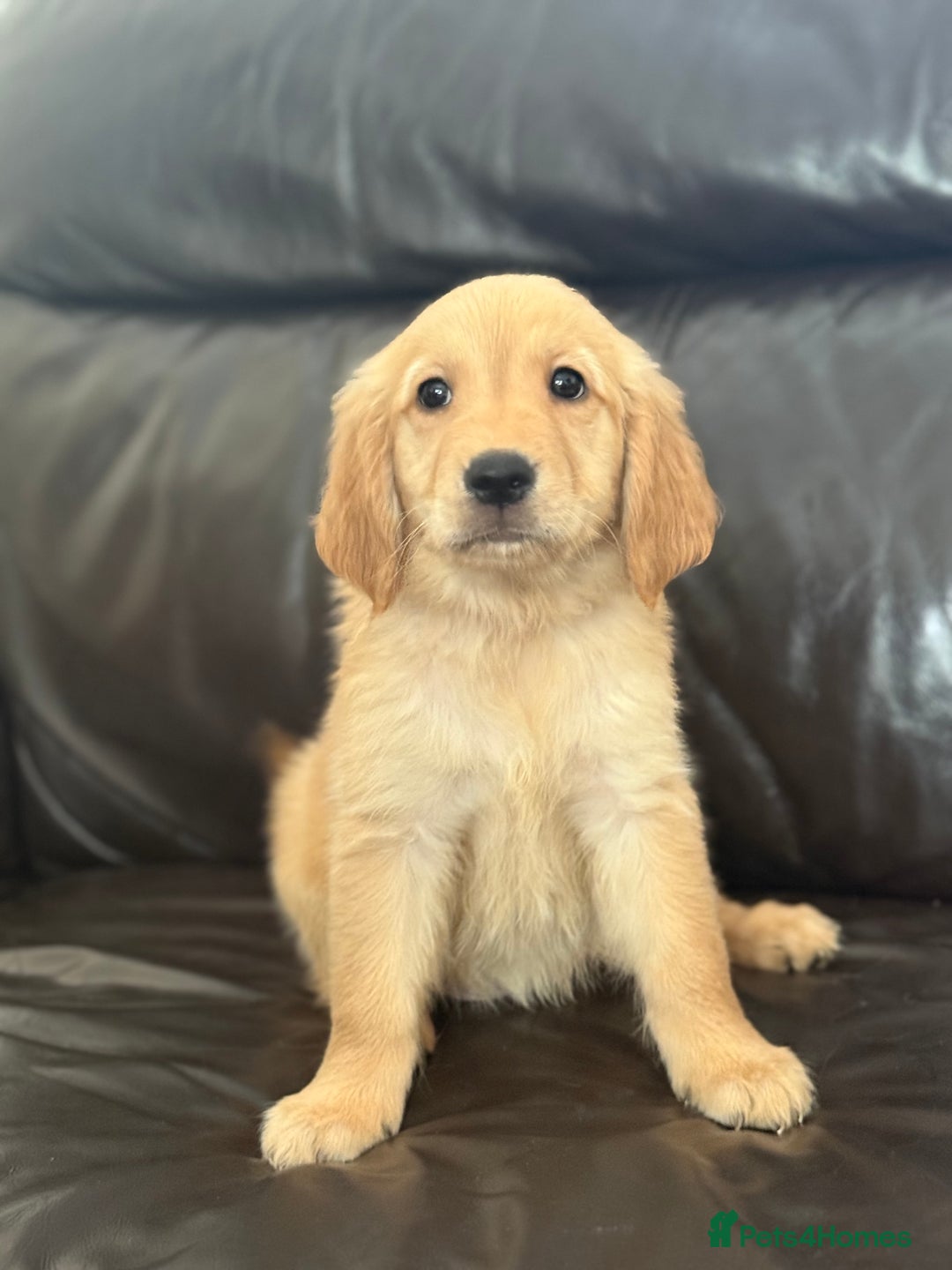 Golden Retriever dogs for sale: Kc Golden Retriever puppies for sale  - Image 2