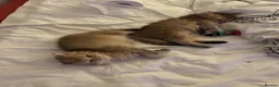 British Longhair cats for sale: ✨ STUNNING BRITISH LONGHAIR KITTENS – 5 AVAILABLE✨ - Advert 12