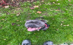 Staffordshire Bull Terrier dogs for stud: Champion Bloodline Blue Staffs For Stud 💎 - Image 2