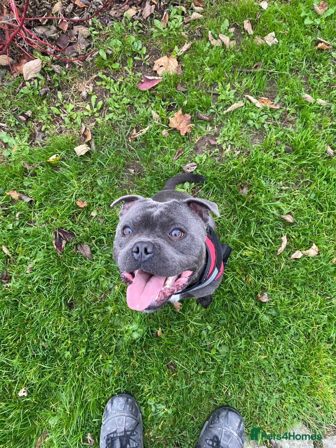 Staffordshire Bull Terrier dogs for stud: Champion Bloodline Blue Staffs For Stud 💎 - Image 2