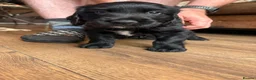 Sprocker dogs for sale: Gorgeous sprocker pups - Advert 5