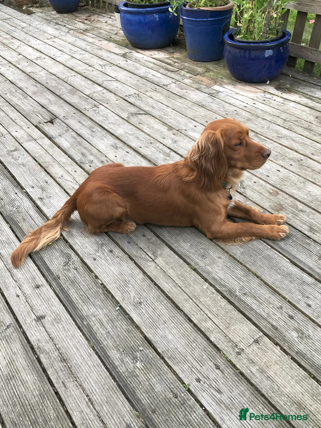 Cocker Spaniel dogs for stud: Cocker Spaniel - Advert 5