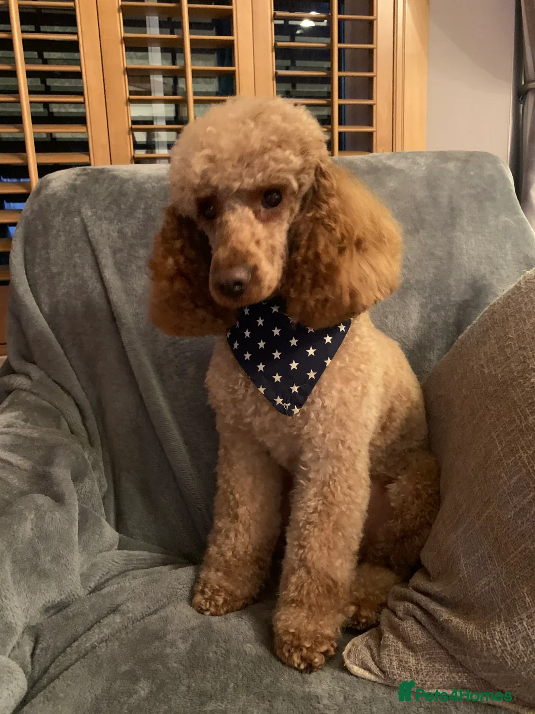 Miniature Poodle dogs for stud: FOX RED MINIATURE POODLE 🧬 DNA PRA CLEAR - Image 2