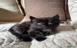 Mixed Breed cats for sale: gorgeous long haired kitten available!!  - Image 2