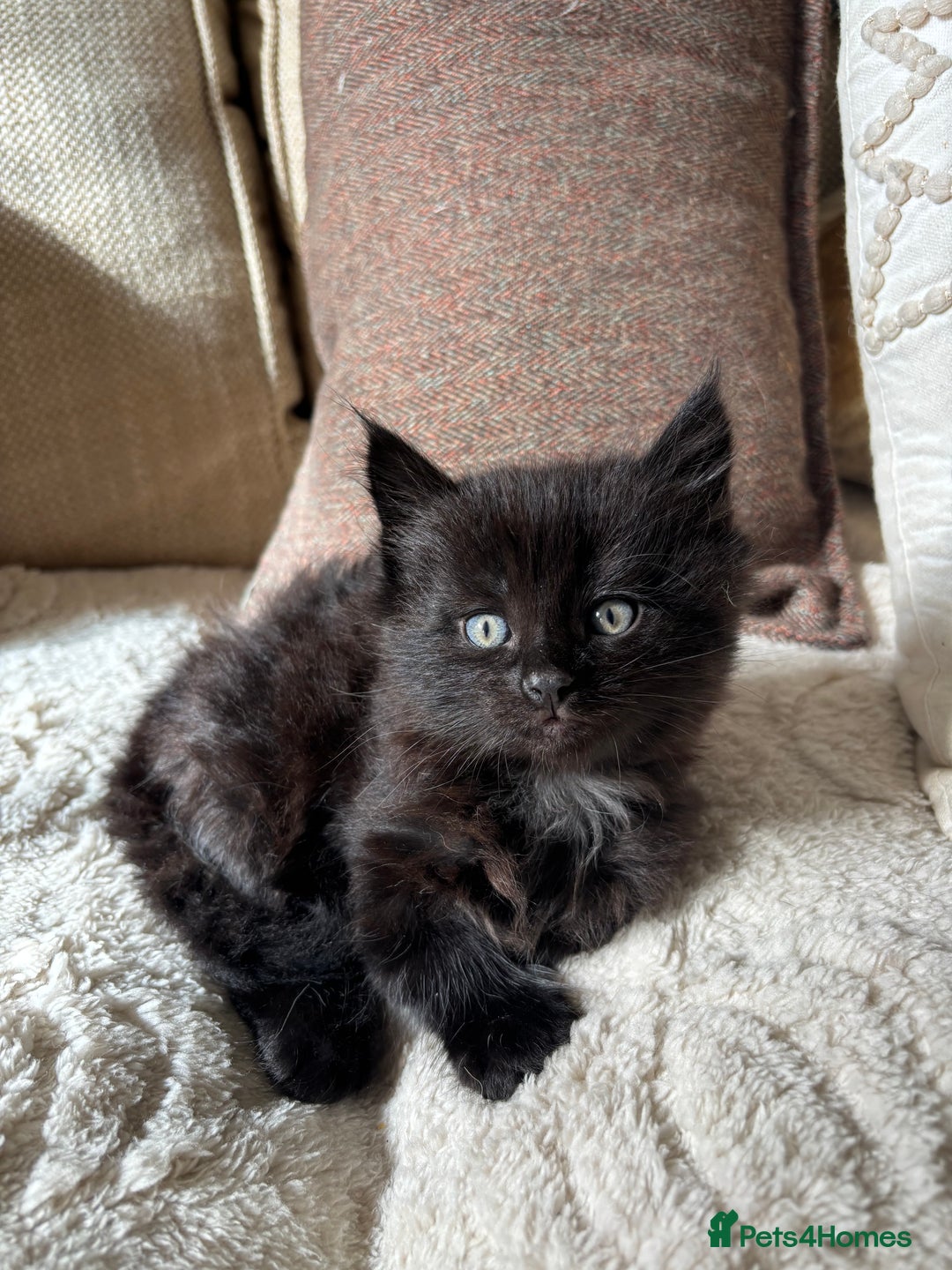 Mixed Breed cats for sale: gorgeous long haired kitten available!!  - Image 2