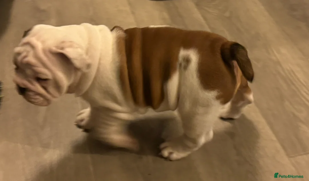 English Bulldog dogs for stud: Britishpride stud  in Manchester - Advert 11