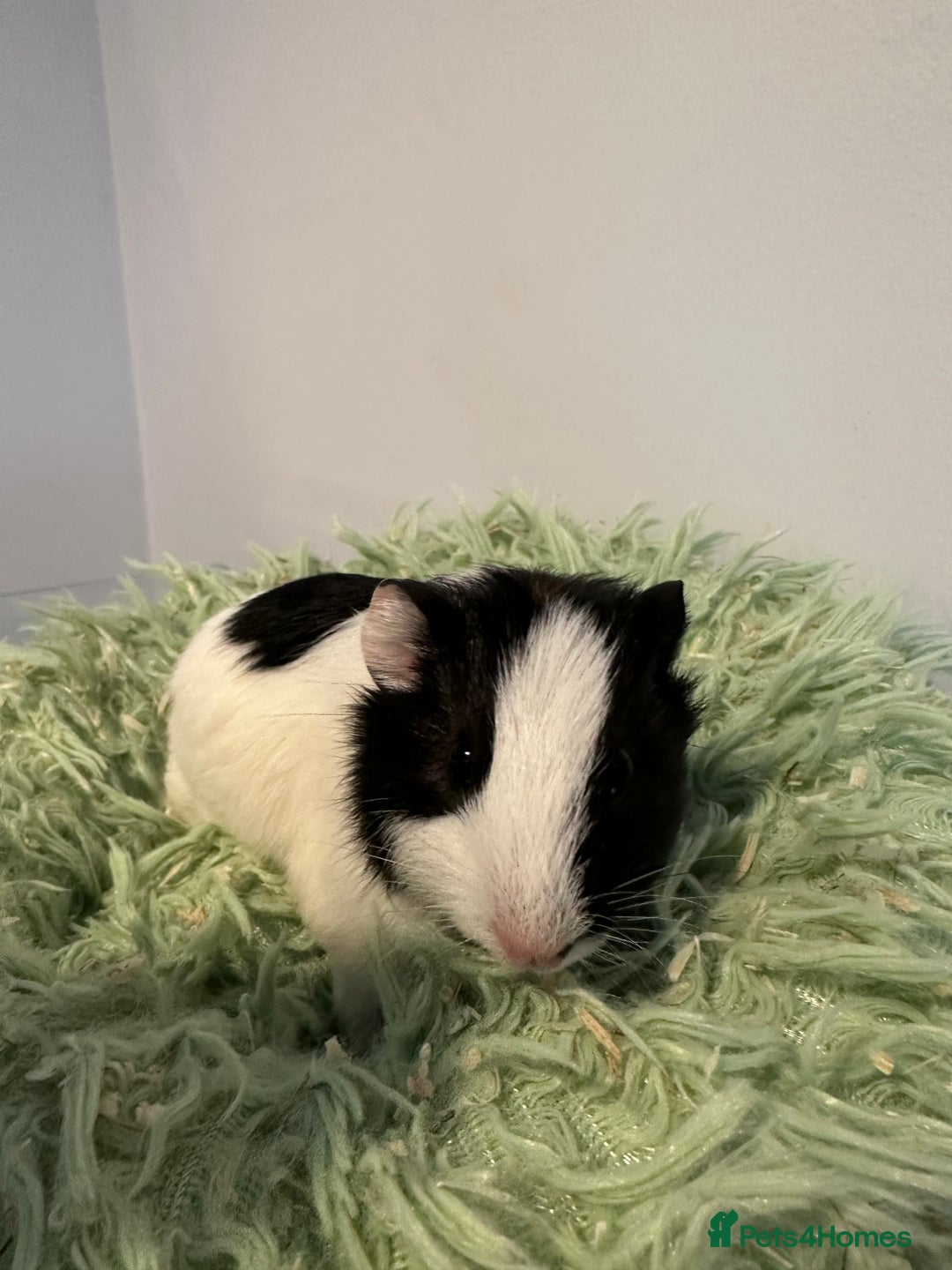 Guinea Pig rodents for sale: Two brother guinea pigs  - Advert 3