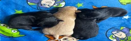Labrador Retriever dogs for sale: 4 Labrador Puppies - DRAKESHEAD - Advert 6