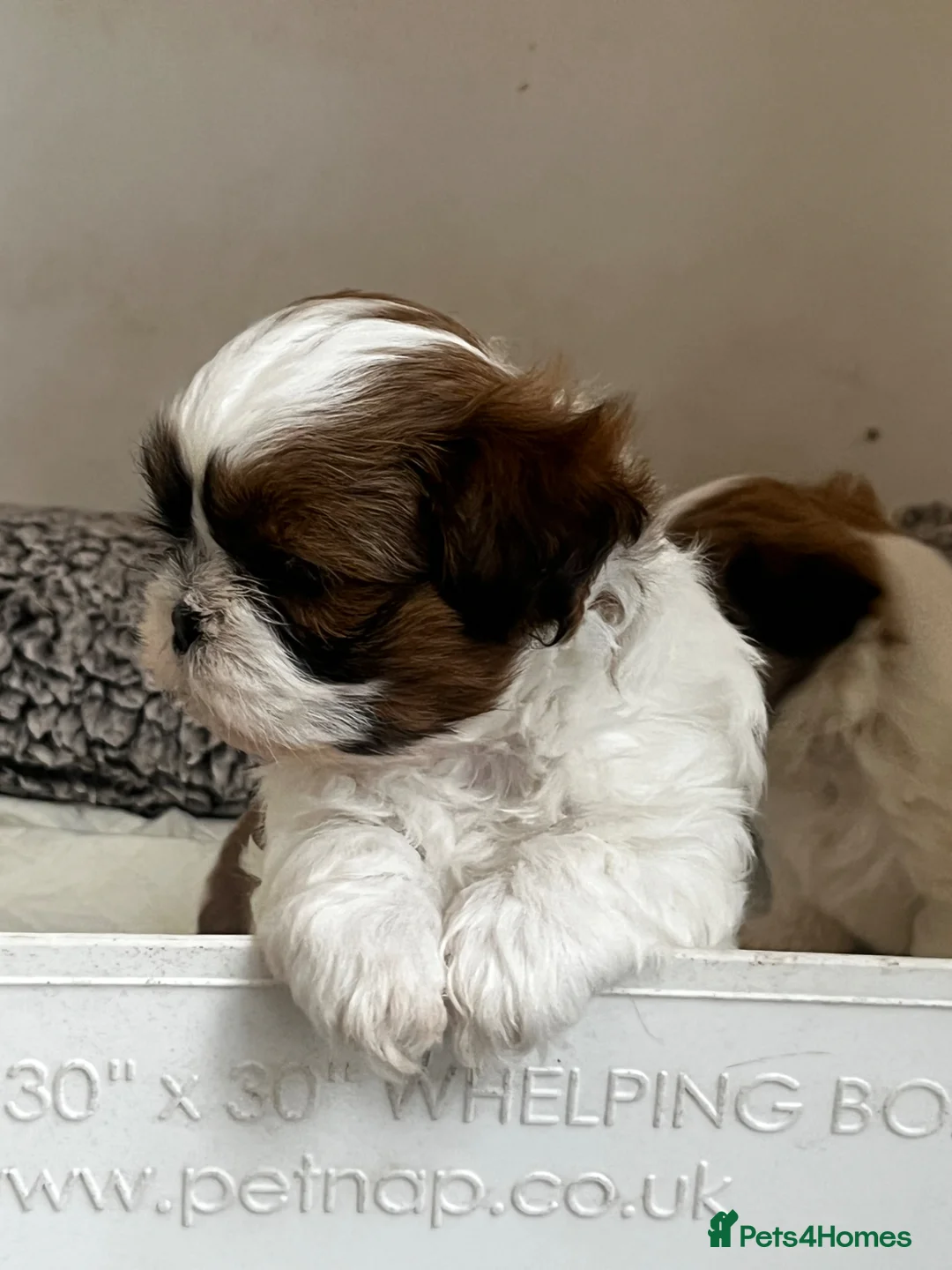 Shih Tzu dogs for sale: Shih Tzu puppies  - Advert 9