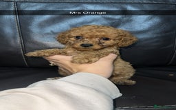 Cockapoo dogs for sale: Miniature cockapoo puppies - Image 15