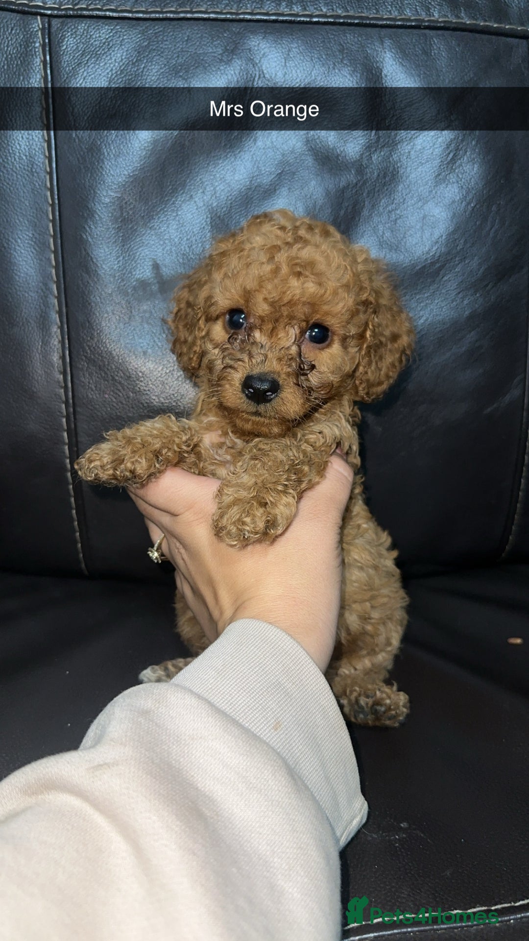 Cockapoo dogs for sale: Miniature cockapoo puppies - Image 15