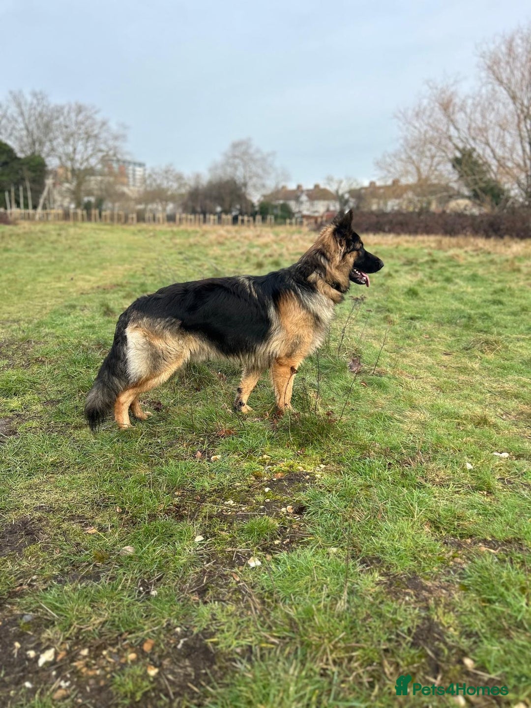 German Shepherd dogs for stud: German Shepard for STUD - Image 3