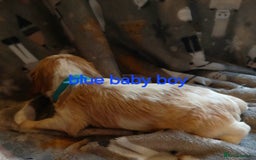 Cavalier King Charles Spaniel dogs for sale: DNA TESTED CAVALIER KING CHARLES  - Image 21