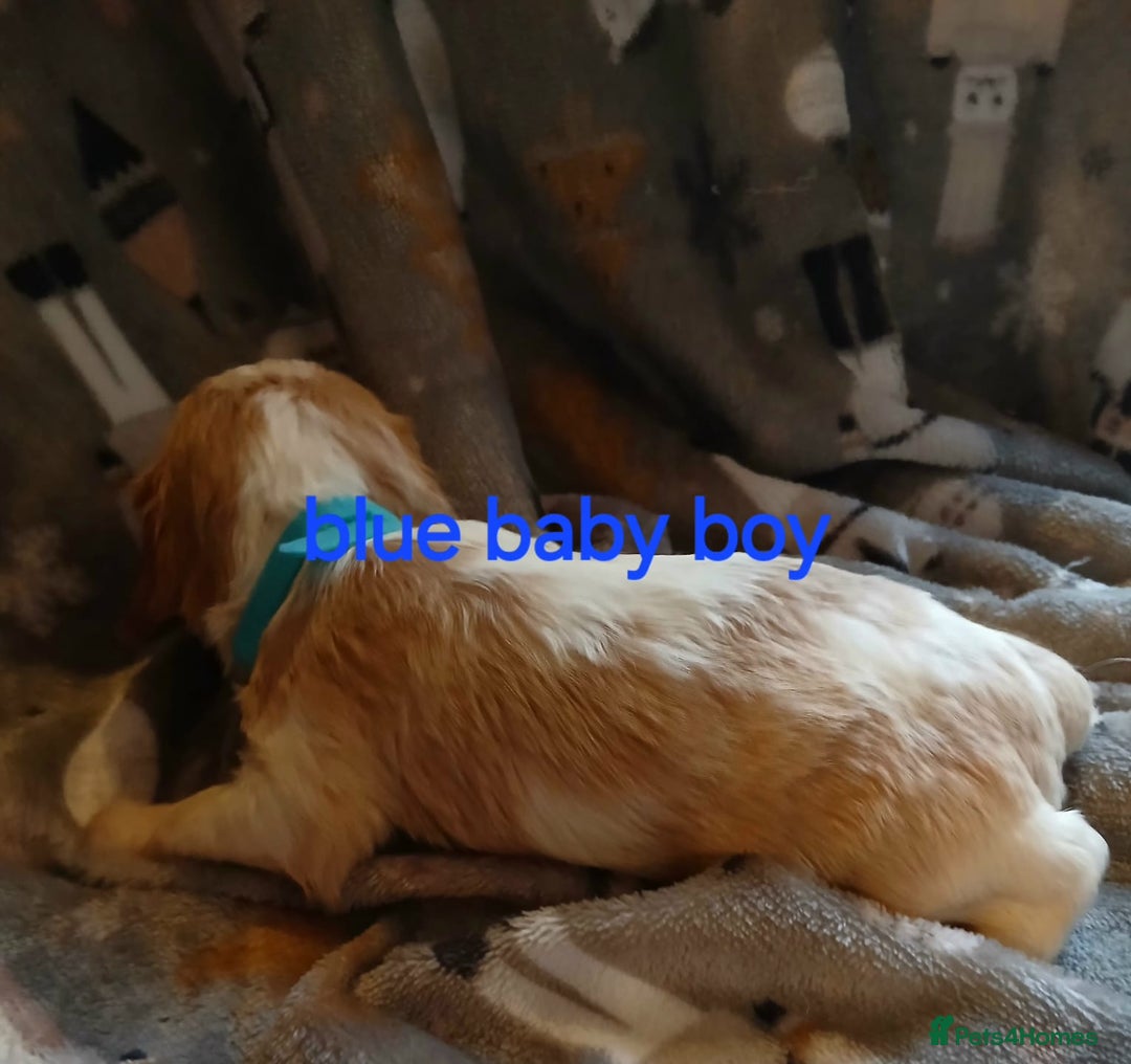 Cavalier King Charles Spaniel dogs for sale: DNA TESTED CAVALIER KING CHARLES  - Image 21