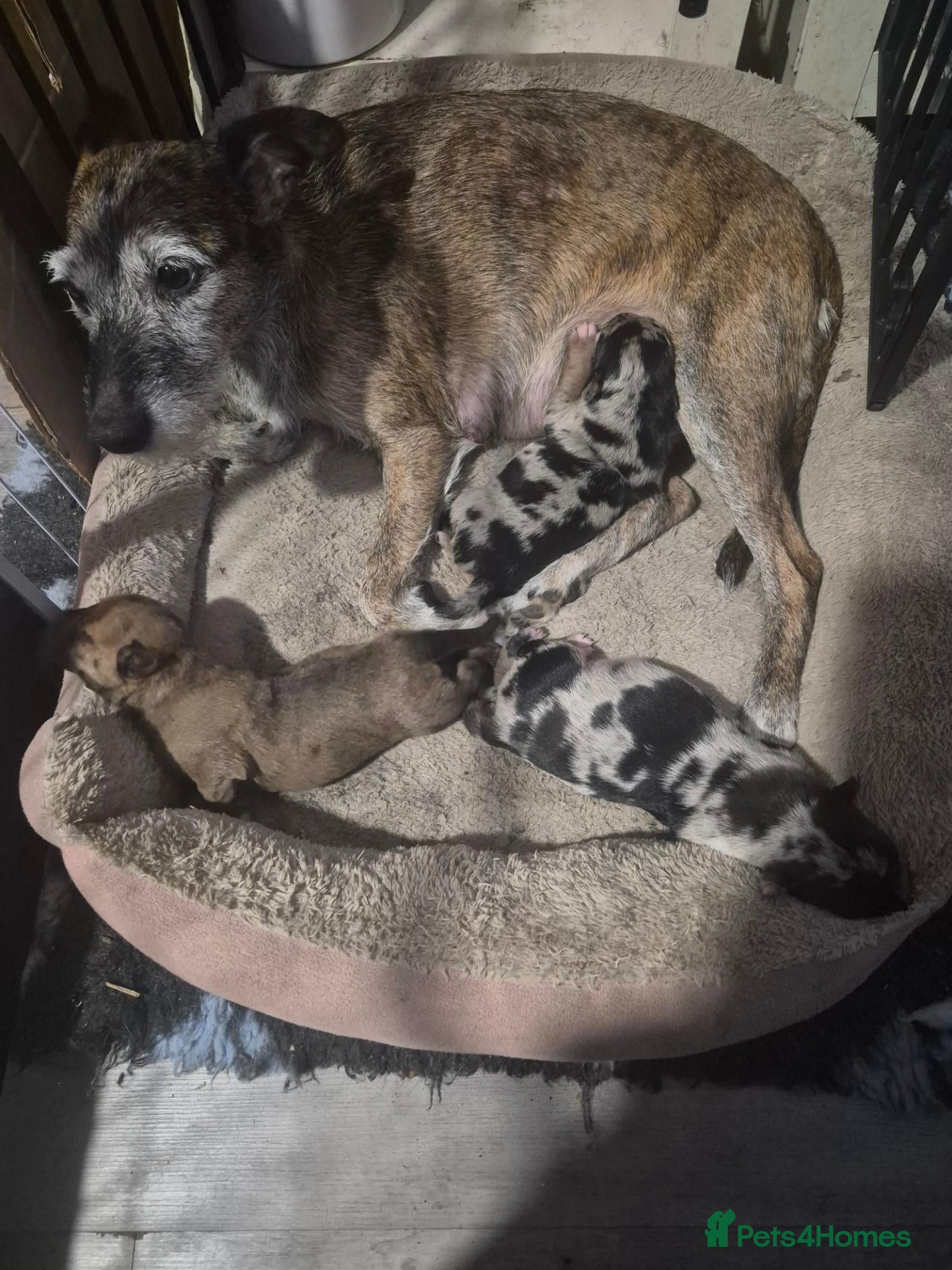 Lurcher dogs Last gorgeous Lurcher Boy Pup - Advert 1