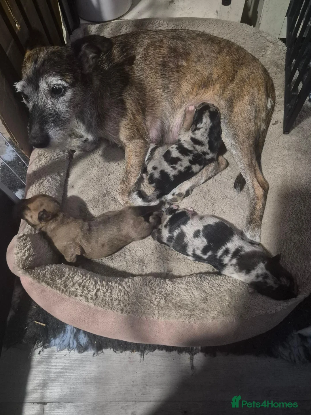 Lurcher dogs for sale: Last gorgeous Lurcher Boy Pup in Egham - Advert 1