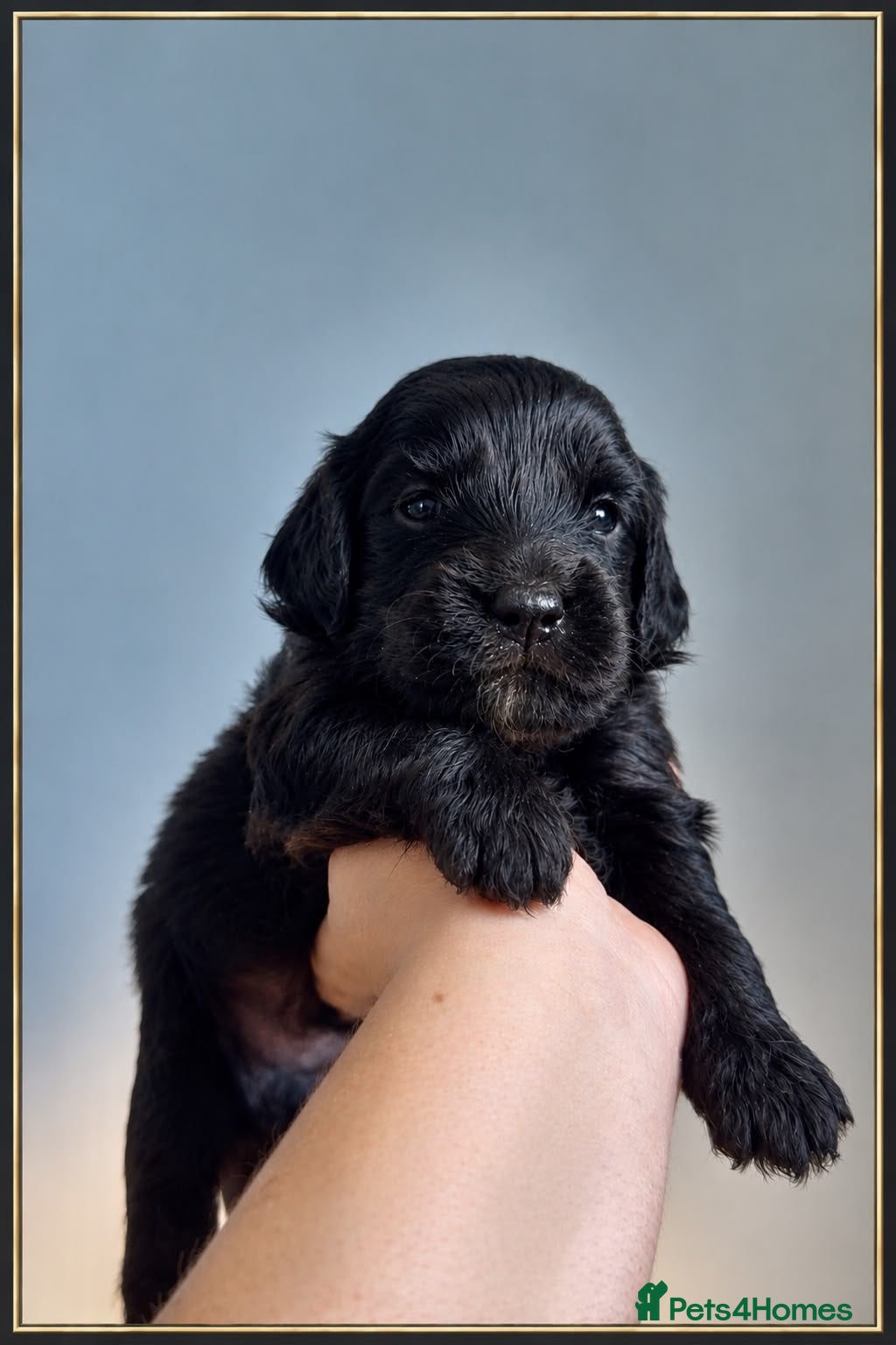 Goldendoodle dogs Mesmerising miniature golden doodle babys - Advert 18