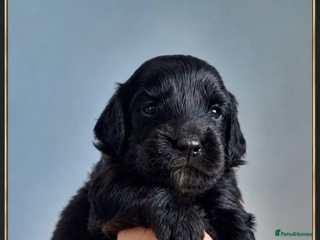 Goldendoodle dogs Mesmerising miniature golden doodle babys - Advert 18