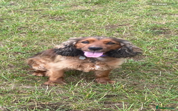 Cocker Spaniel dogs for sale: Stunning show cocker  - Image 4