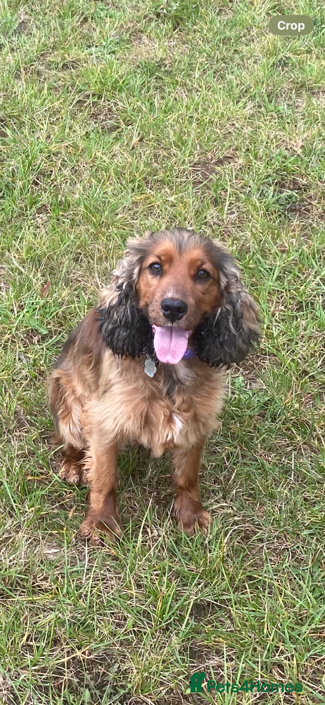 Cocker Spaniel dogs for sale: Stunning show cocker  - Image 4