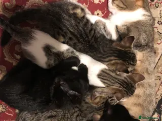 Mixed Breed cats Kittens - Advert 10