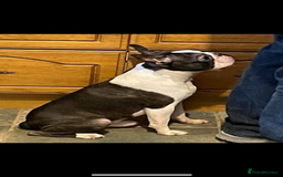 Boston Terrier dogs for sale: Kc reg true to type Boston terrier puppies - Image 7