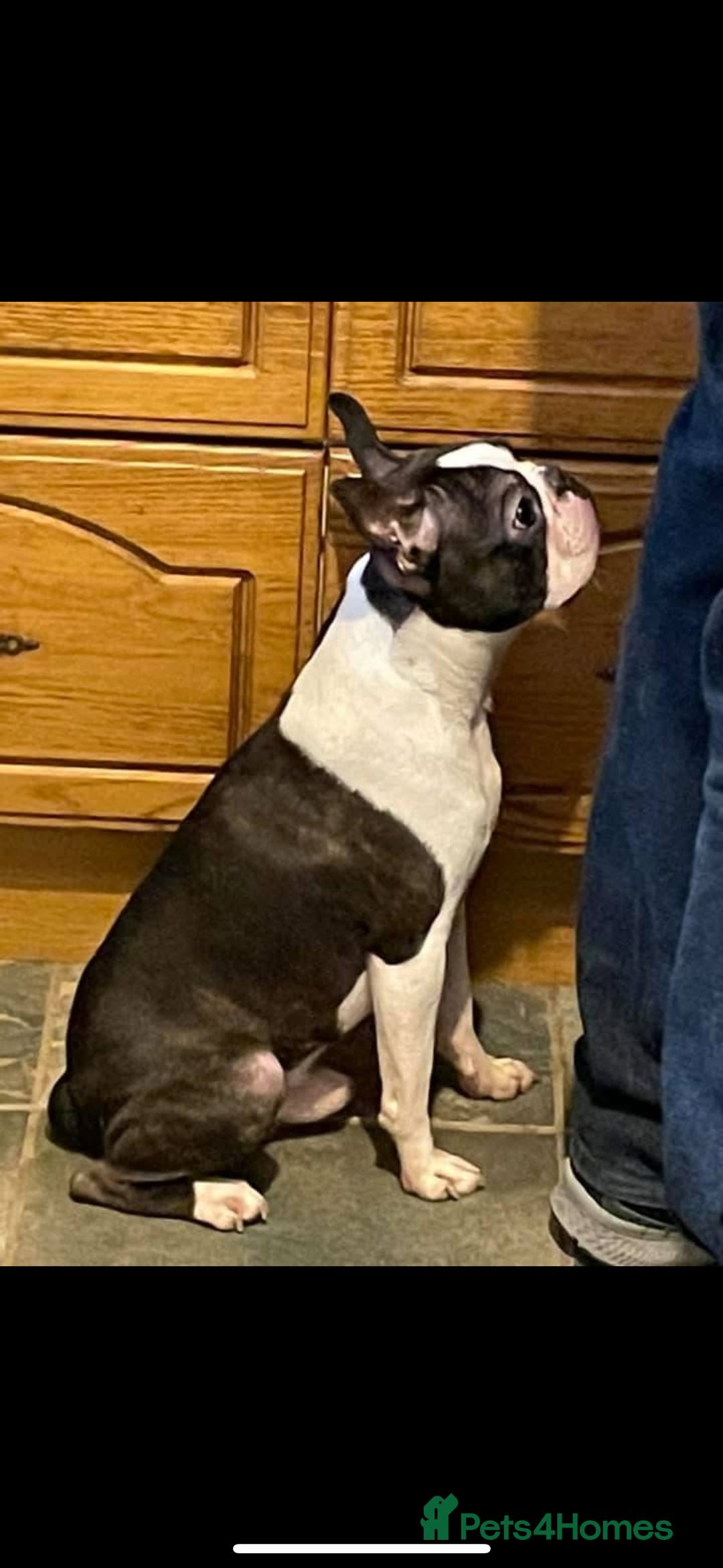 Boston Terrier dogs for sale: Kc reg true to type Boston terrier puppies - Image 7