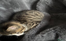 Mixed Breed cats for sale: Litter off 5 half bengal kittens  - Image 13