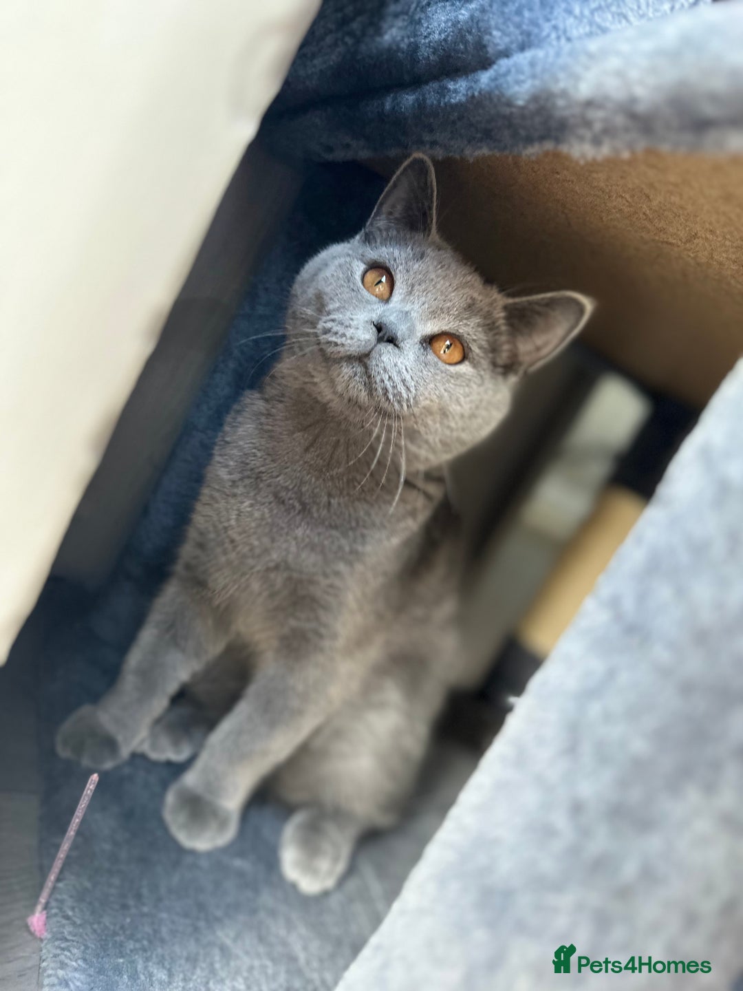 British Shorthair cats for sale: british shorthair kittens - Advert 9