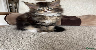Maine Coon cats - Advert 1